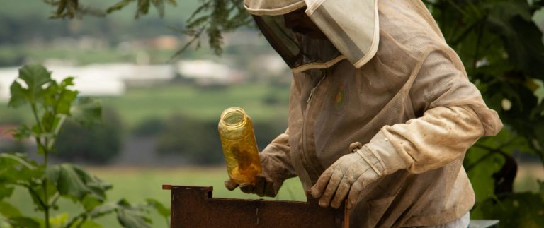 Royal jelly is a substance produced