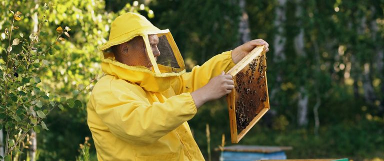 This subfamily includes cuckoo bees