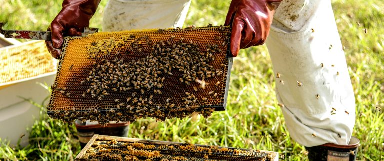 This subfamily includes carpenter bees