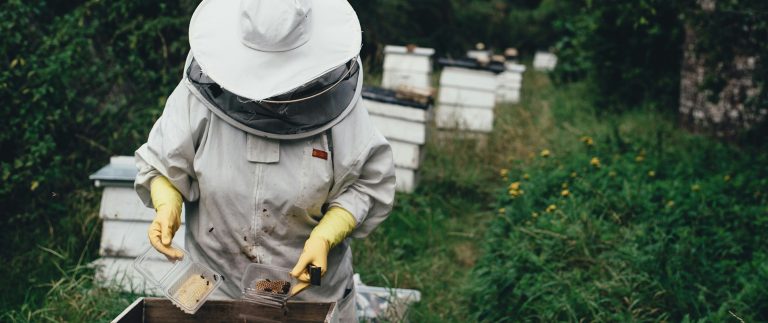 Bees the wonder of nature The Queen Bee