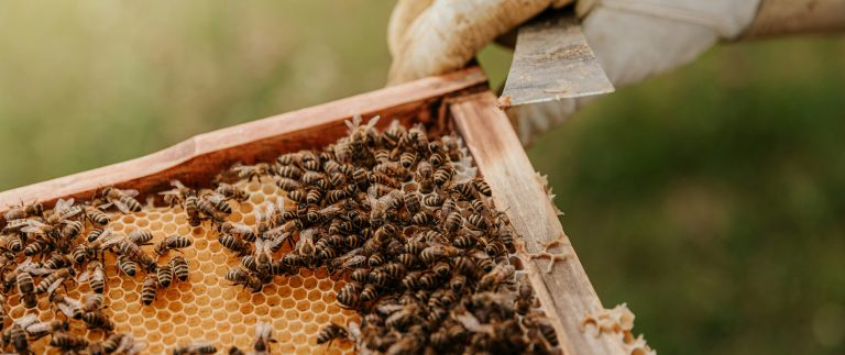 Mood for trying hive a different taste of honey