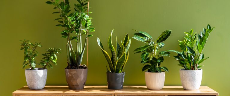Our guide to the art of pruning for gardeners