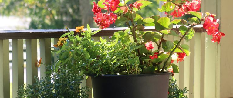 Gardening on a budget tips for savvy gardeners