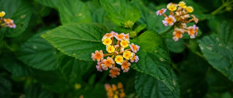 Secrets to the perfect lawn: tips for beginners