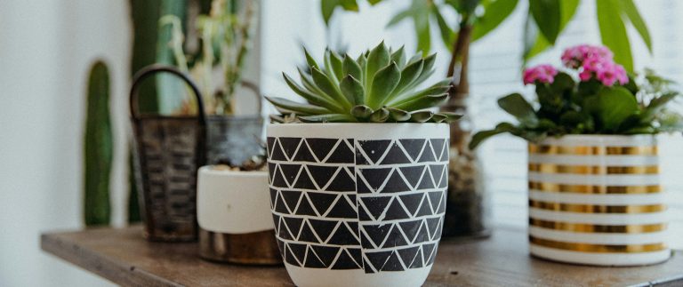 Evergreen trees perfect for small gardens