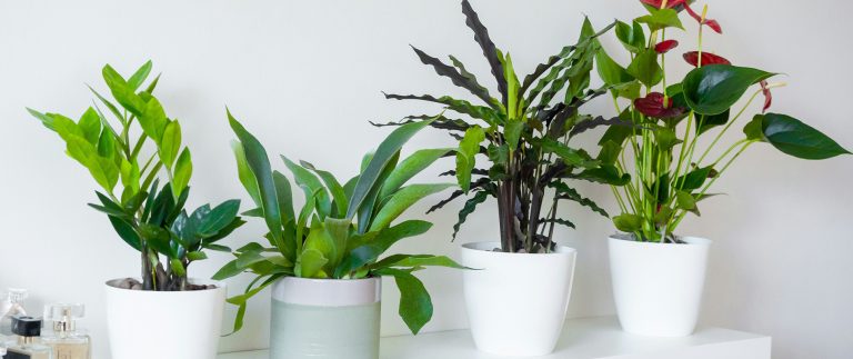 Indoor plants are good for health
