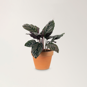 Philodendron