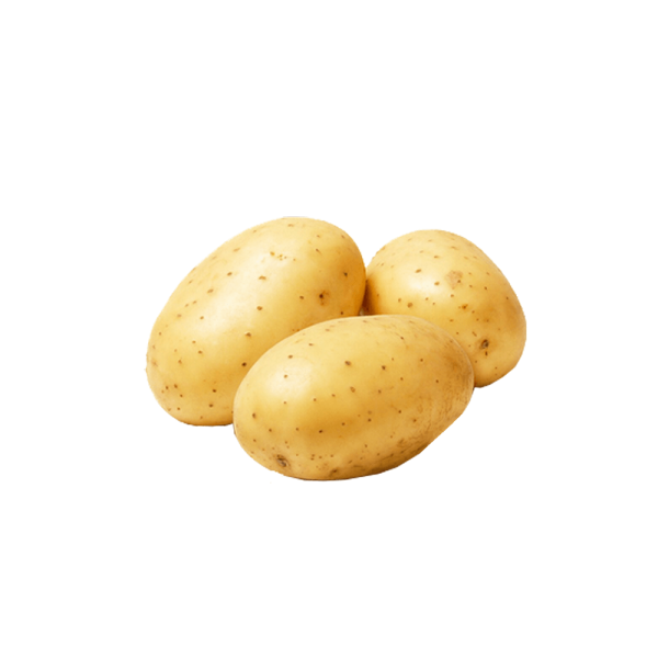 Farm Fresh Premium Quality Golden Potato Harvest