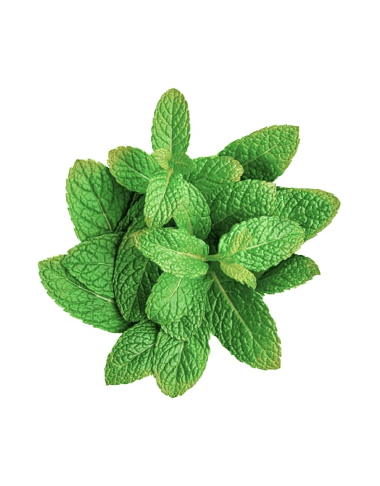 Grown Pudina Mint Premium Quality Bundle